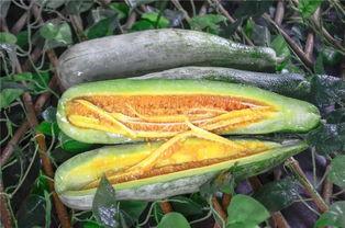 金乡吃瓜网红,揭秘乡村网络红人的崛起之路