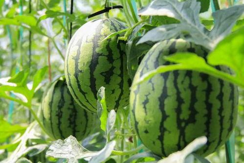 北美网红吃瓜视频大全免费观看