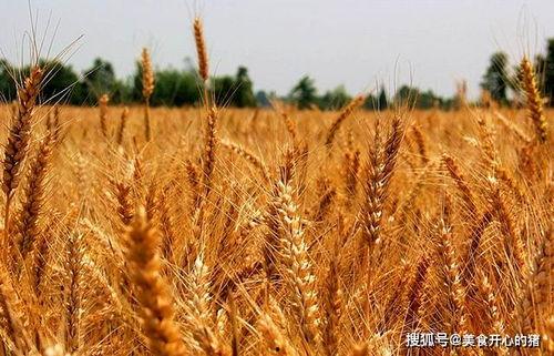 吴川网红麦子照片吃瓜,吃瓜群众纷纷围观